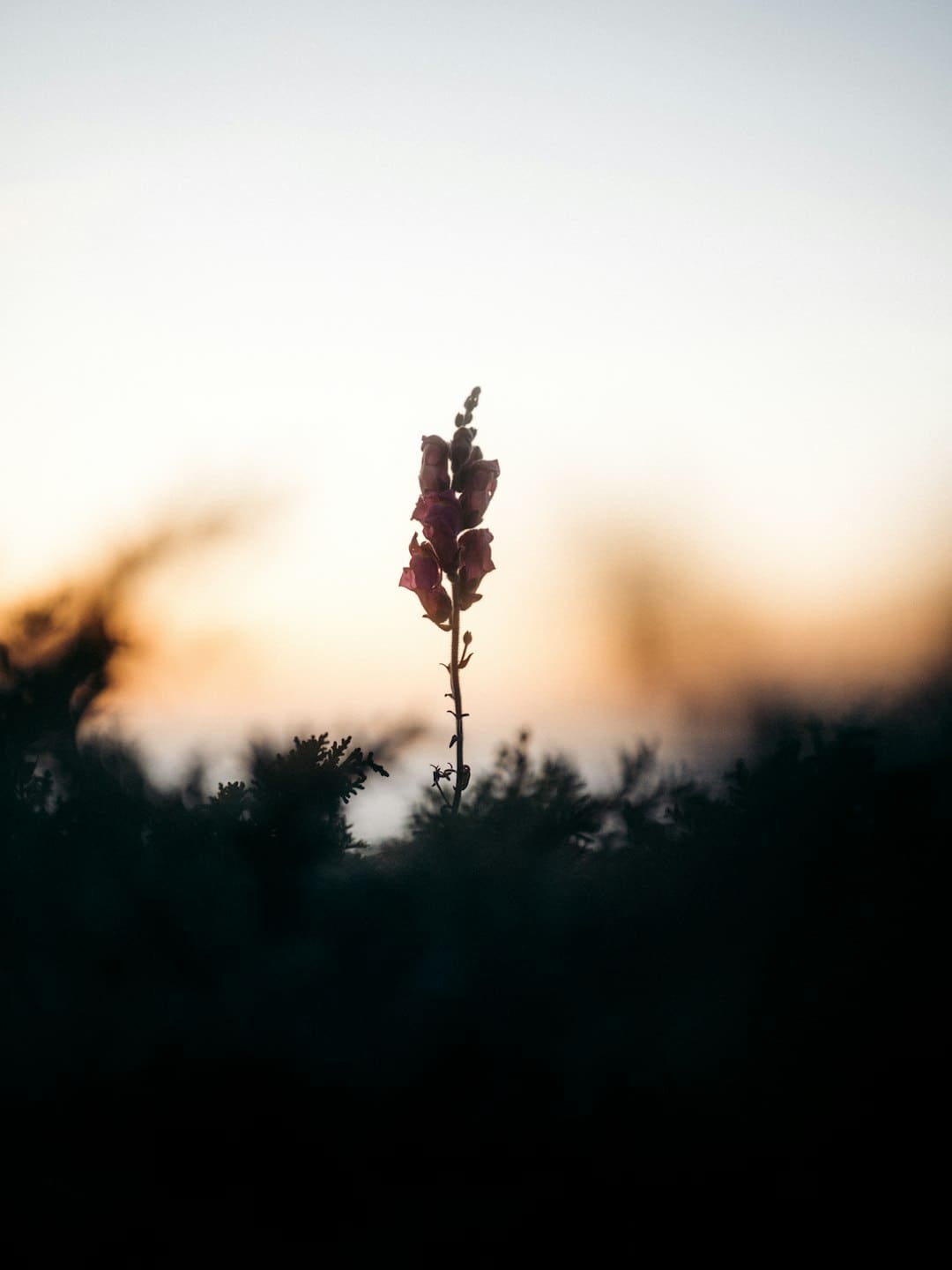 篮球一级运动员